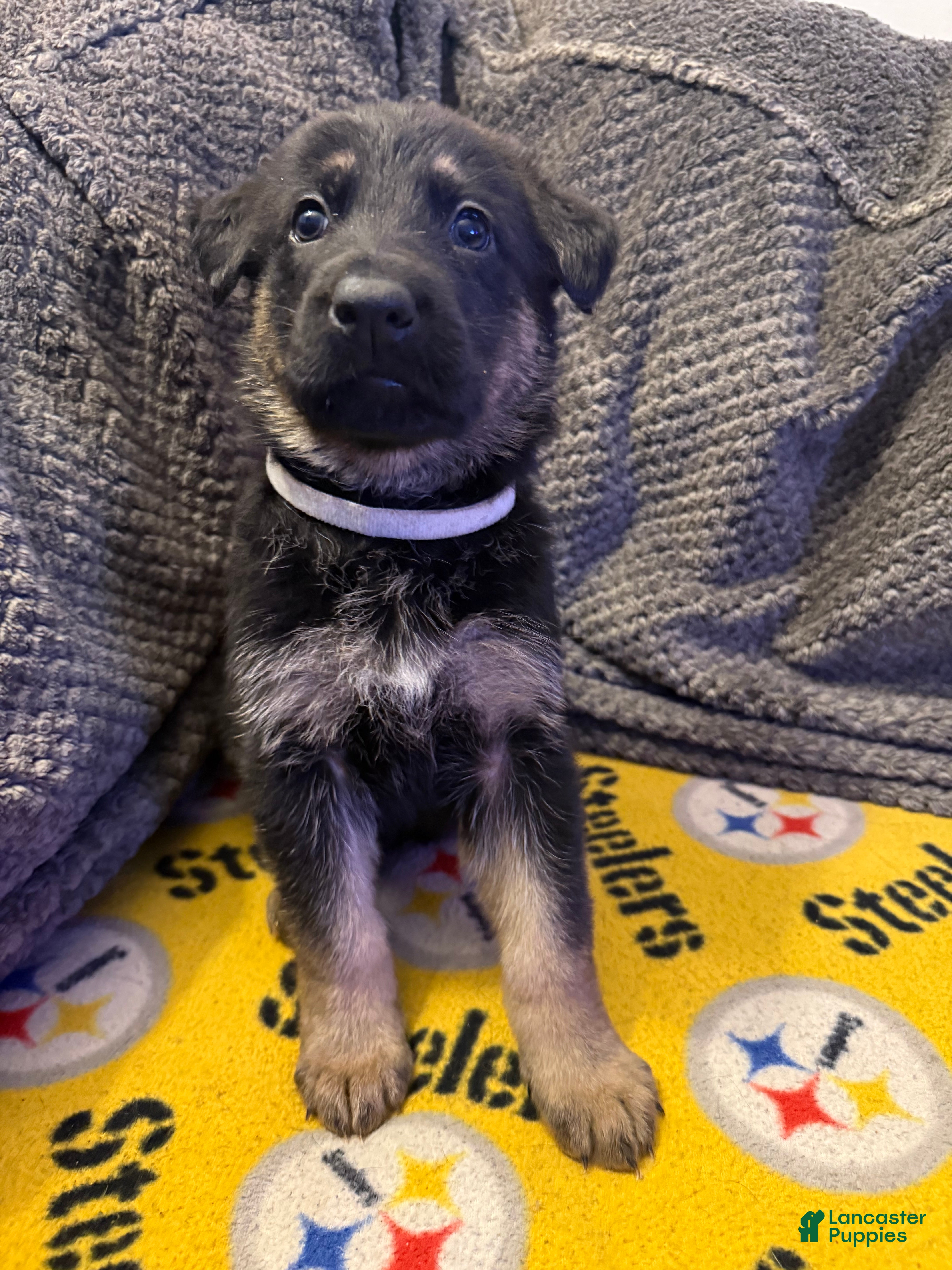 German Shepherd dogs Nancy - Ad 13