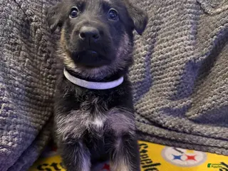 German Shepherd dogs Nancy - Ad 37