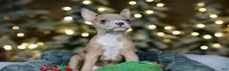 Frenchton dogs for sale: Falafel - Ad 9