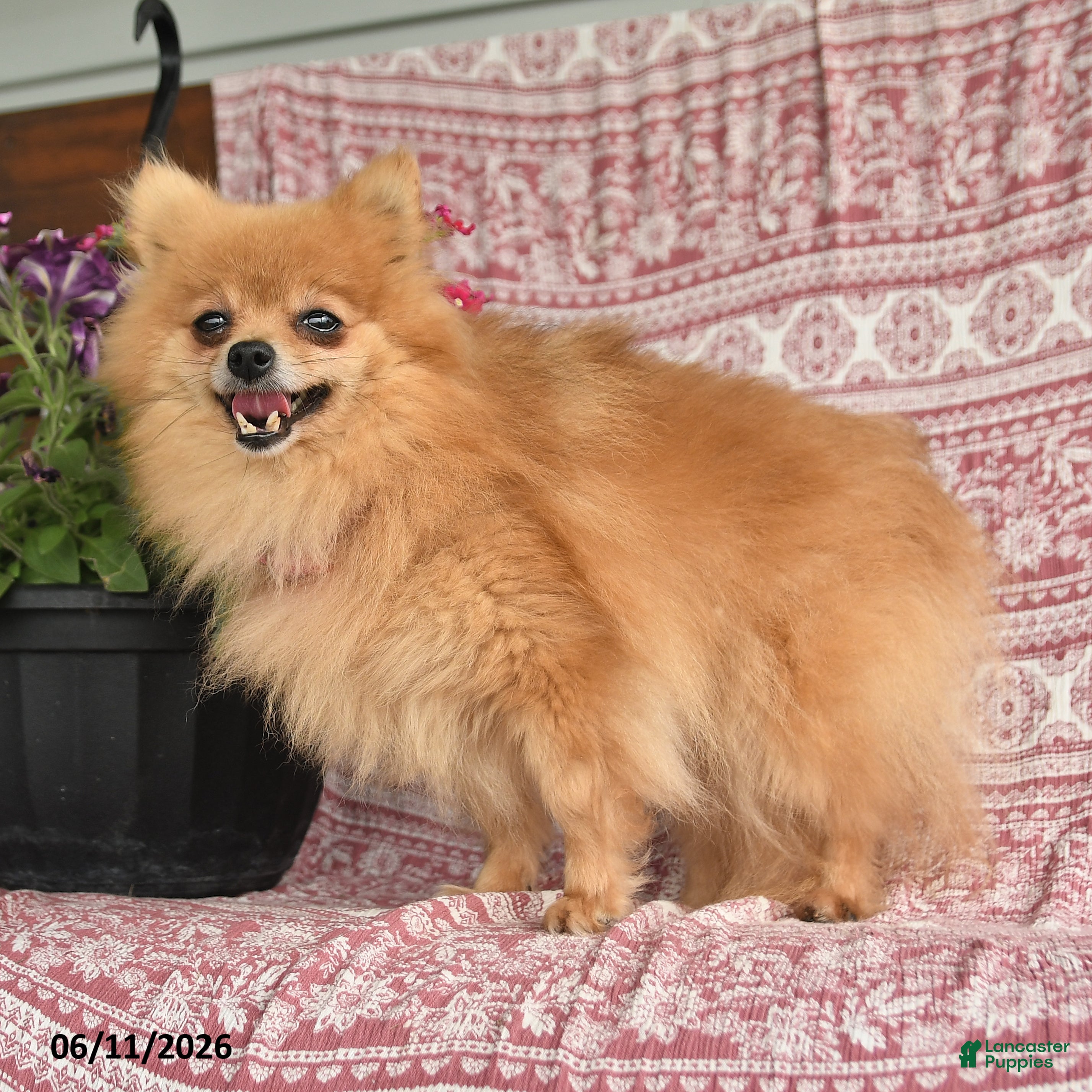 Pomeranian dogs Mary - Ad 2