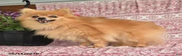 Pomeranian dogs for sale: Mary - Ad 2