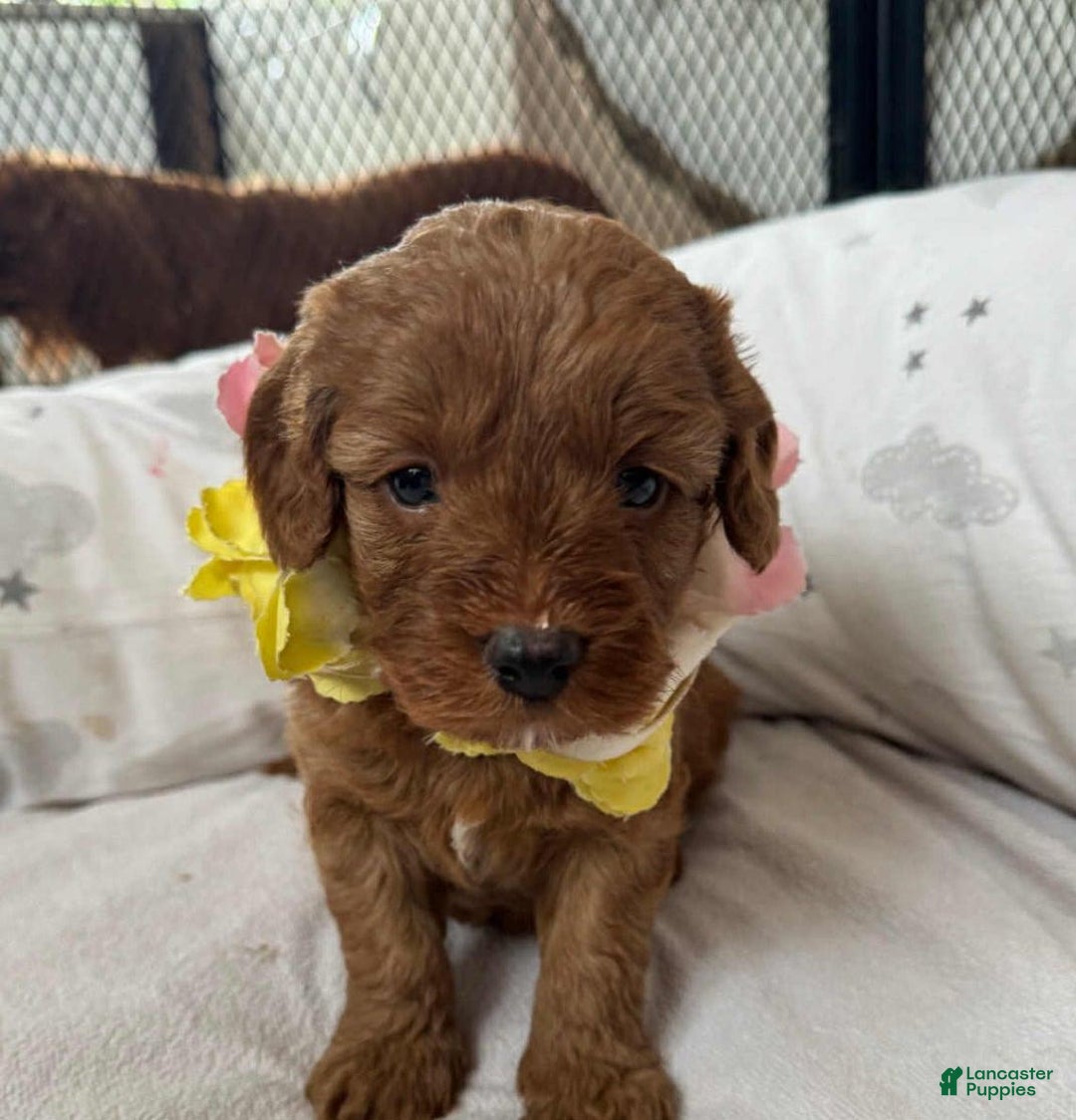 Cavapoo dogs for sale: Johnny  - Ad 4