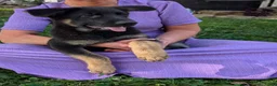German Shepherd dogs for sale: Mati - Ad 17