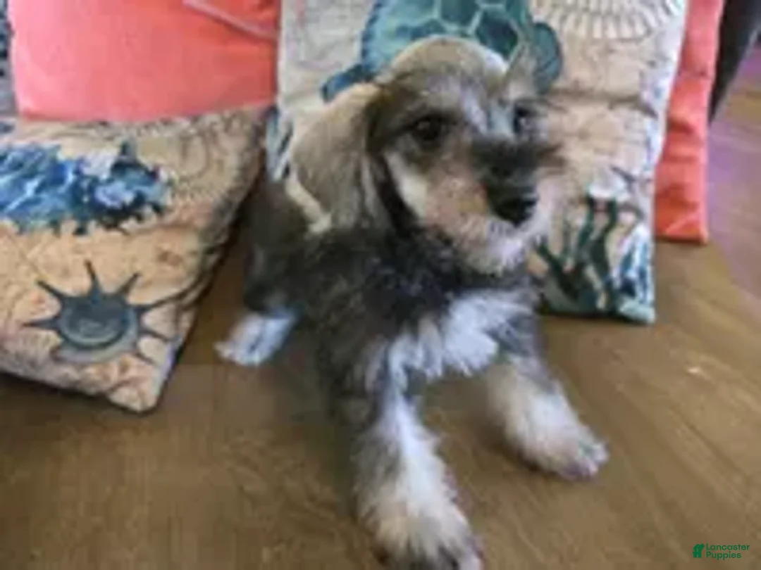 Miniature Schnauzer dogs for sale: Hugh - Ad 1