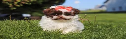 Shihpoo dogs for sale: Tabby - Ad 4