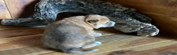 Shiba Inu dogs for sale: Shiba Inu Puppy 4 - Ad 5