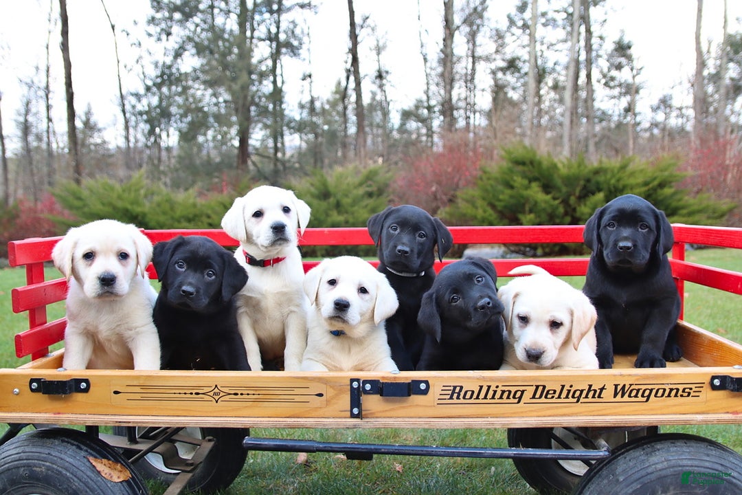 Labrador Retriever dogs for sale: Ruby - Ad 2