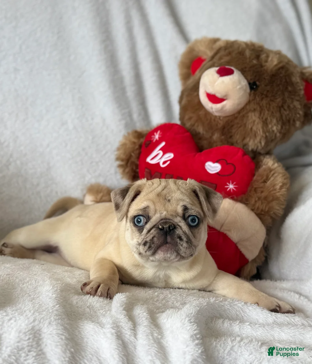 Pug dogs for sale: Poppy - Ad 7