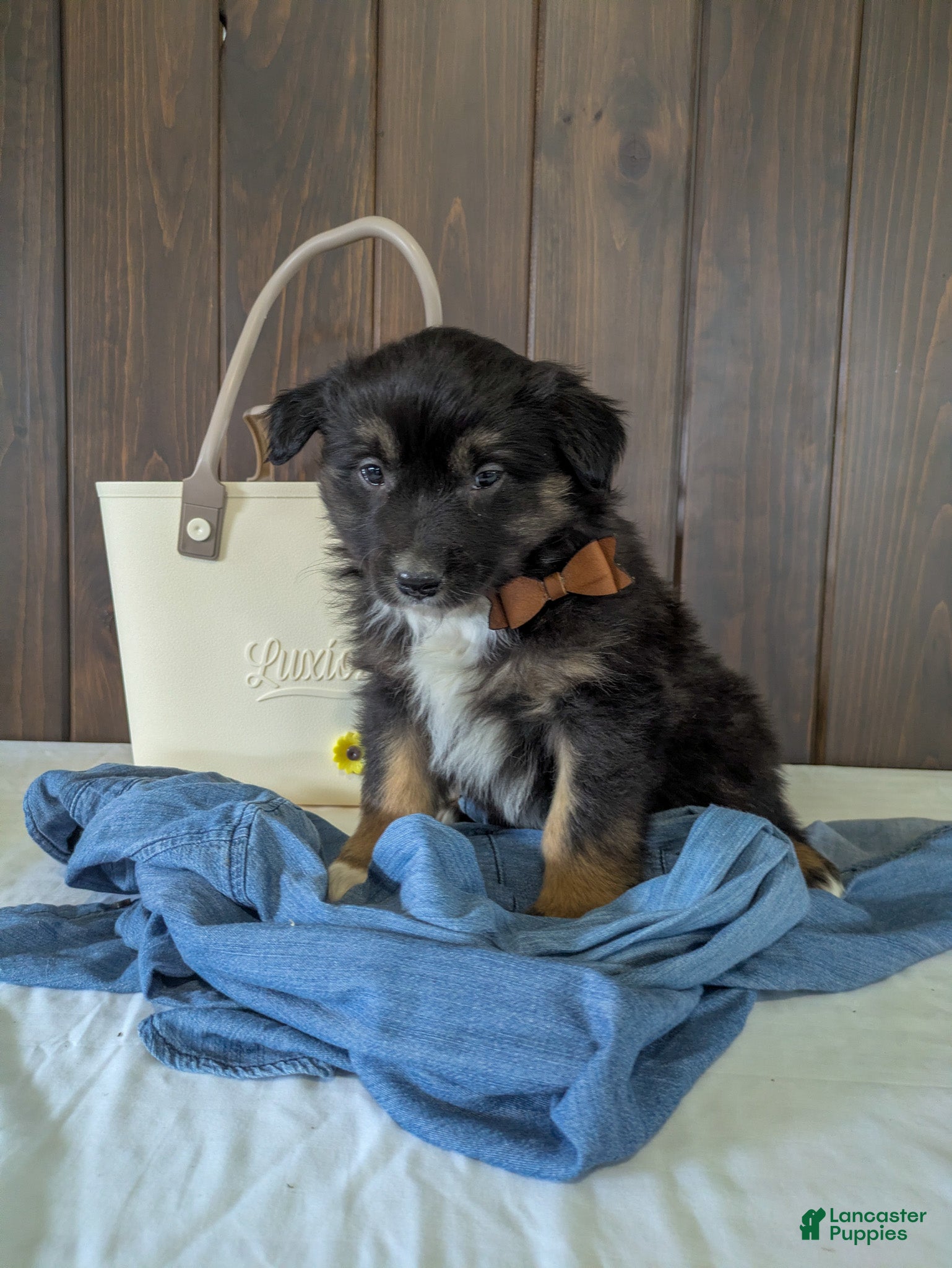 Mixed Breed dogs Sawyer  - Ad 2