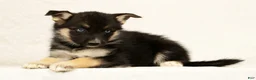 Gerberian Shepsky dogs for sale: Macey - Ad 3