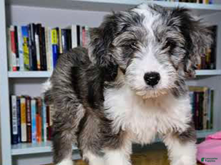 Mixed Breed dogs Sage - Ad 21