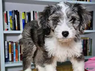 Mixed Breed dogs Sage - Ad 11