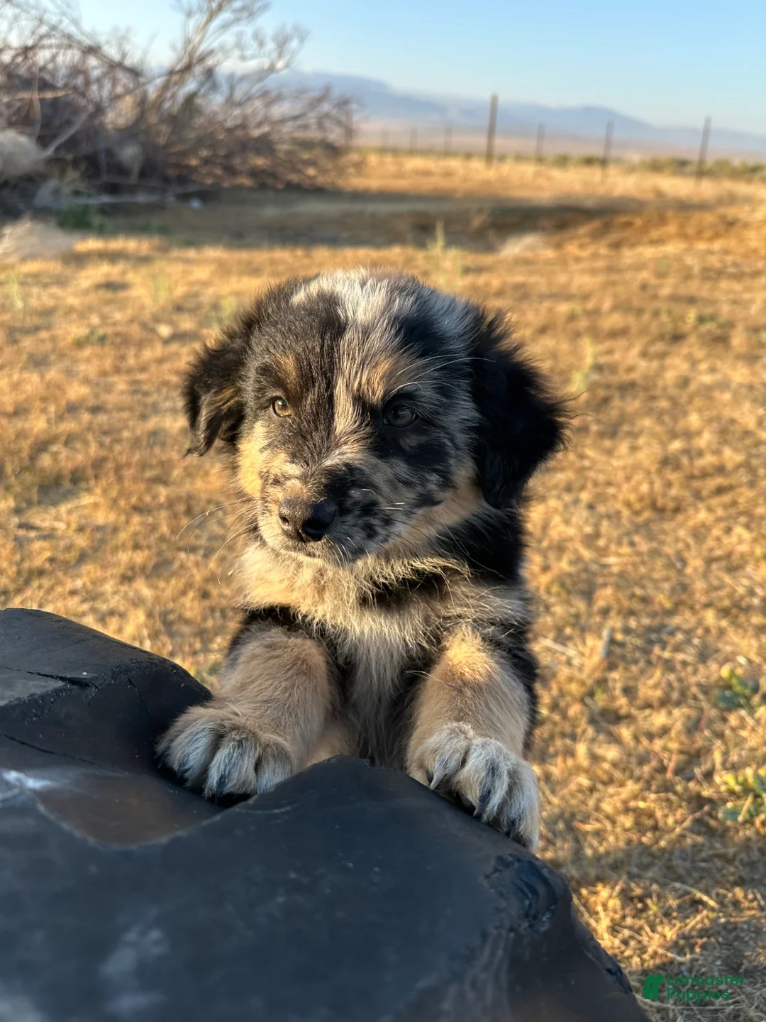 Mixed Breed dogs for sale: Truffle - Ad 1