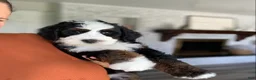Bernedoodle dogs for sale: Buddy - Ad 4