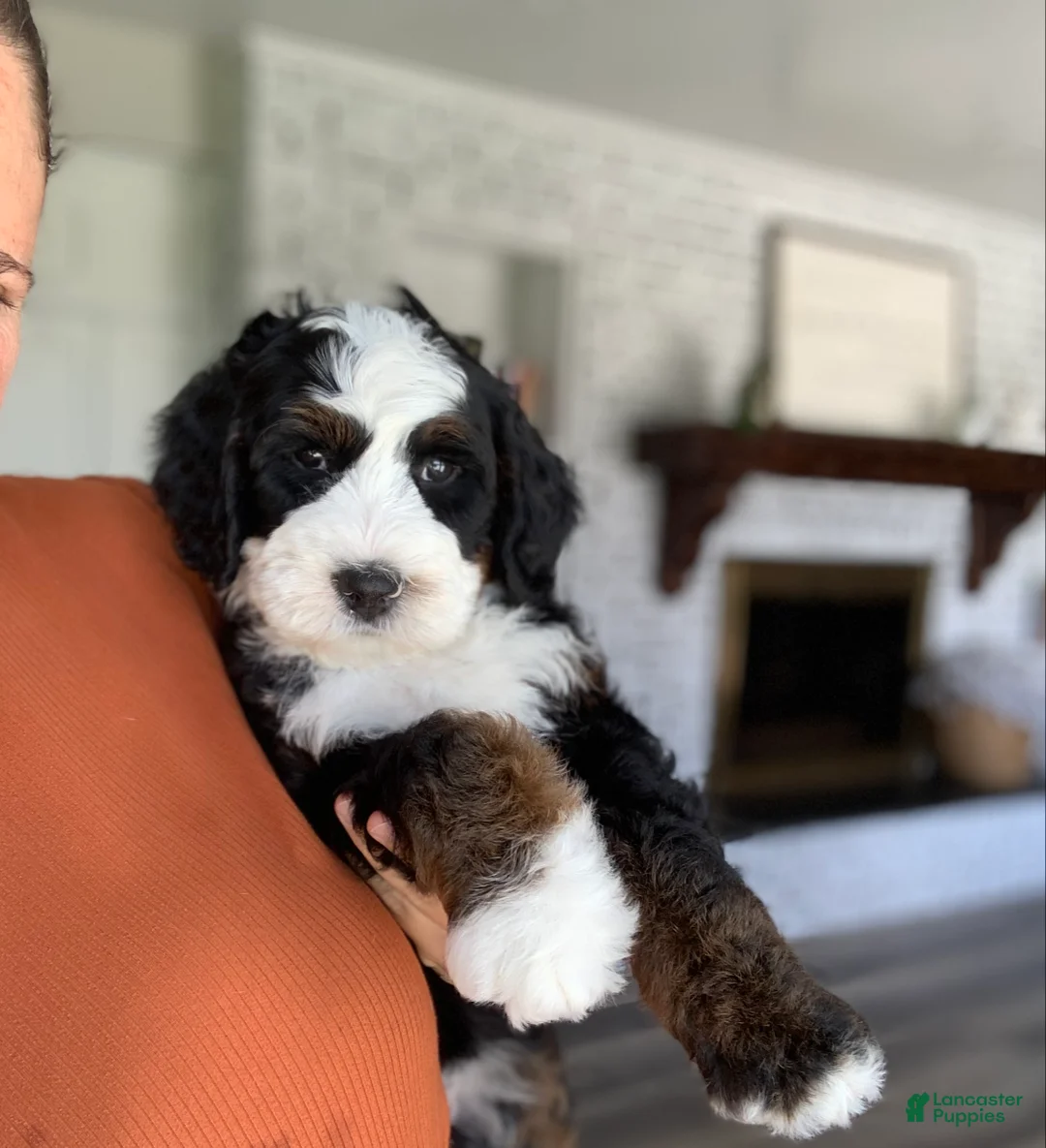 Bernedoodle dogs for sale: Buddy - Ad 4