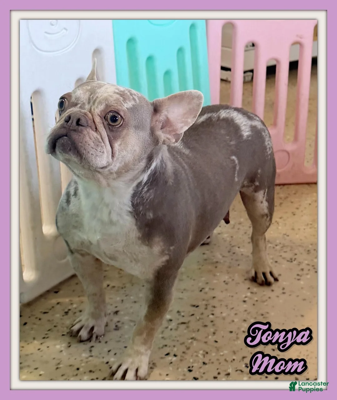 French Bulldog dogs for sale: Ernie Male AKC French Bulldog - Ad 9