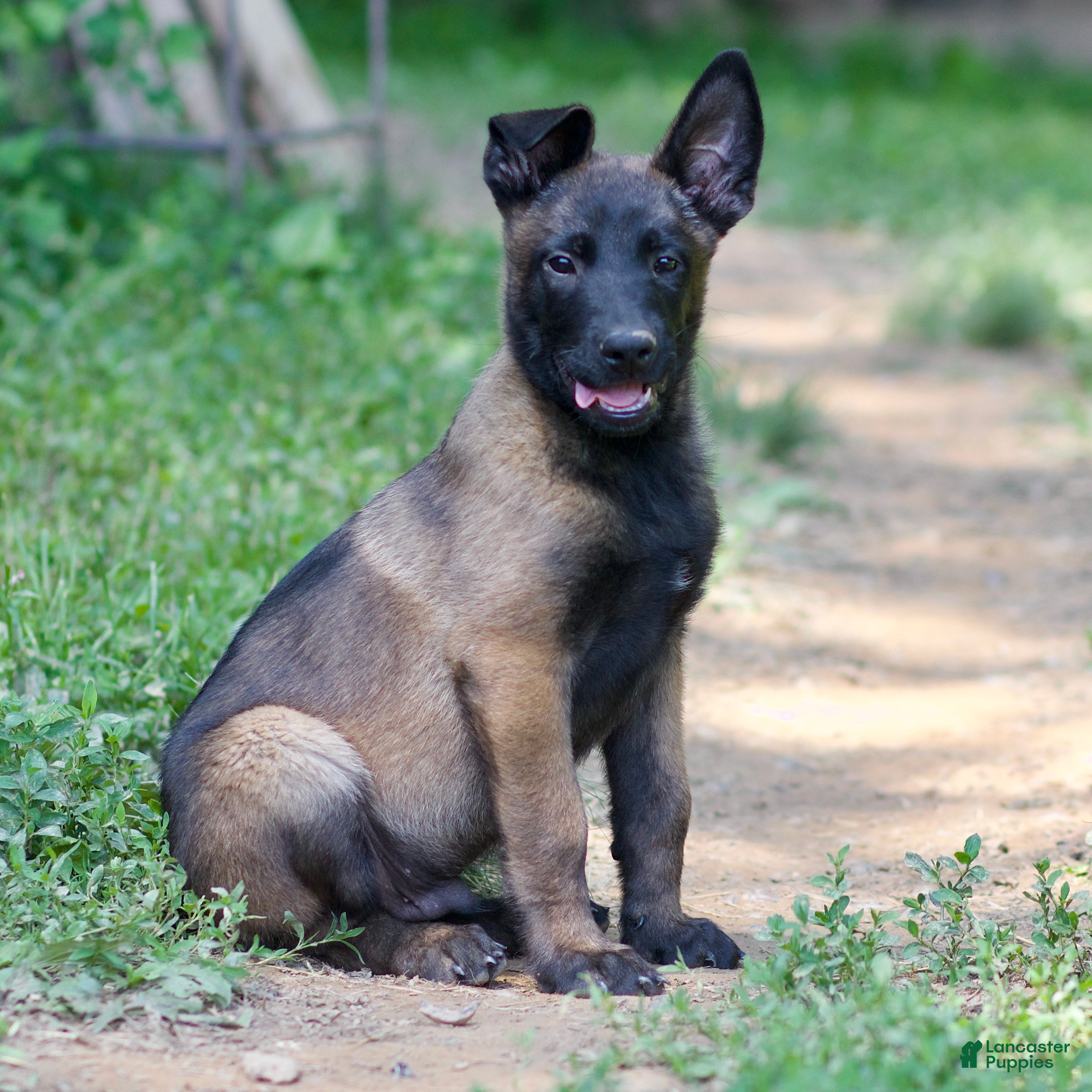 Belgian Malinois dogs Sarge - Ad 2