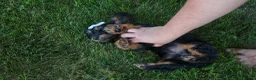 Miniature Dachshund dogs for sale: Harley  🦴🐶 - Ad 3