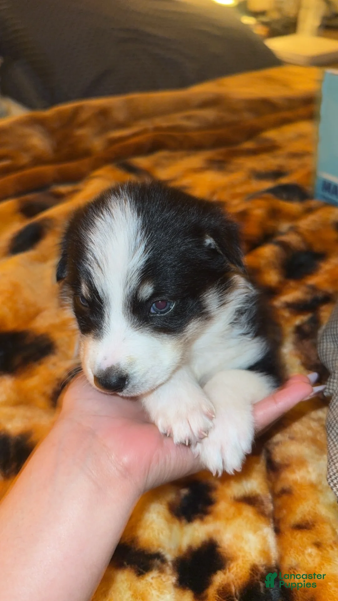 Mixed Breed dogs for sale: Mixed Breed Puppy 1 - Ad 2