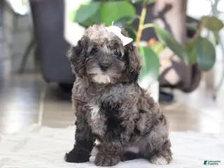 Cockapoo dogs for sale: Oakley - Ad 1