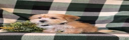 Morkie dogs for sale: Beethovan 7 lbs Full Grown - Ad 4