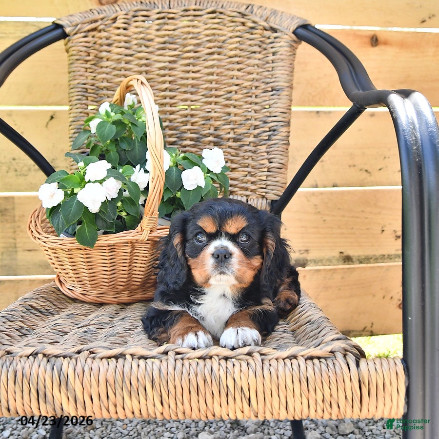 Cavalier King Charles Spaniel dogs Dakota - Ad 2