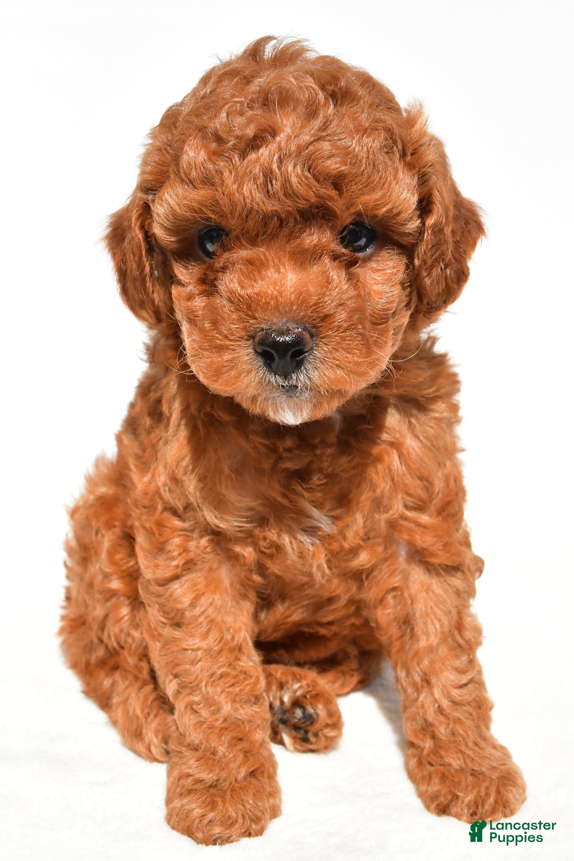 Miniature Poodle dogs Buddy - Ad 2