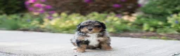 Mini Bernedoodle dogs for sale: Tulip - Ad 4