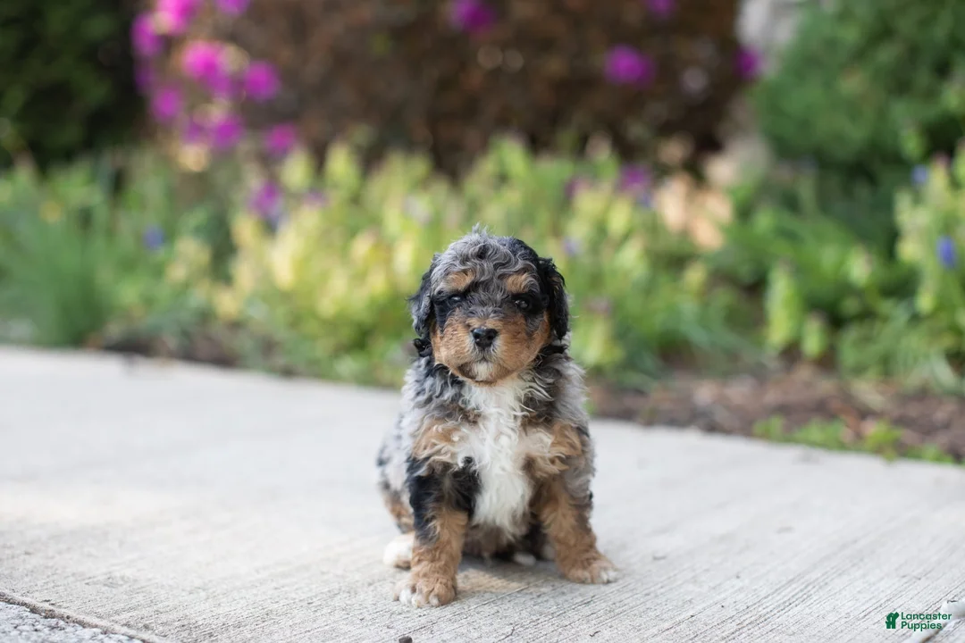 Mini Bernedoodle dogs for sale: Tulip - Ad 4