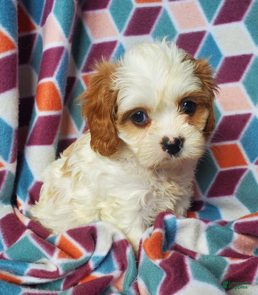 Cavachon dogs for sale: Ava - Ad 2