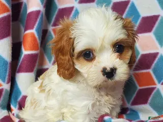 Cavachon dogs for sale: Ava - Ad 2