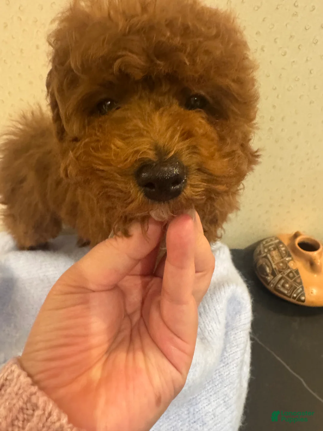 Toy Poodle dogs for sale: Coffee - Ad 2