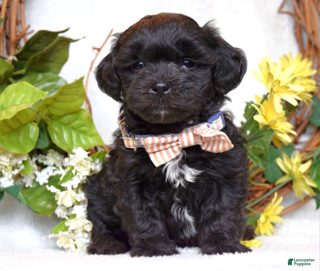 Teddy Bear dogs for sale: Benji - Ad 3