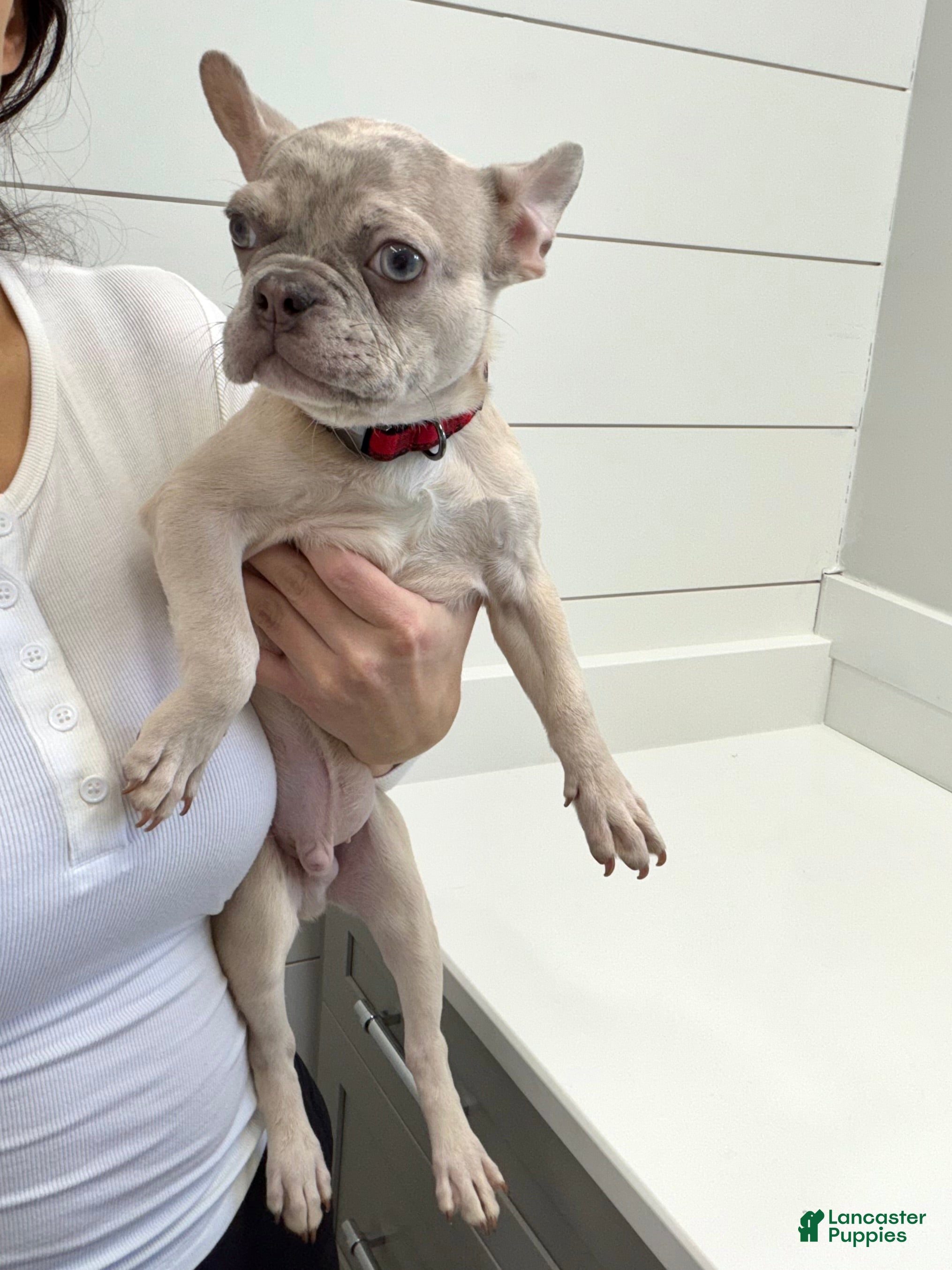 French Bulldog dogs Wake - Ad 29