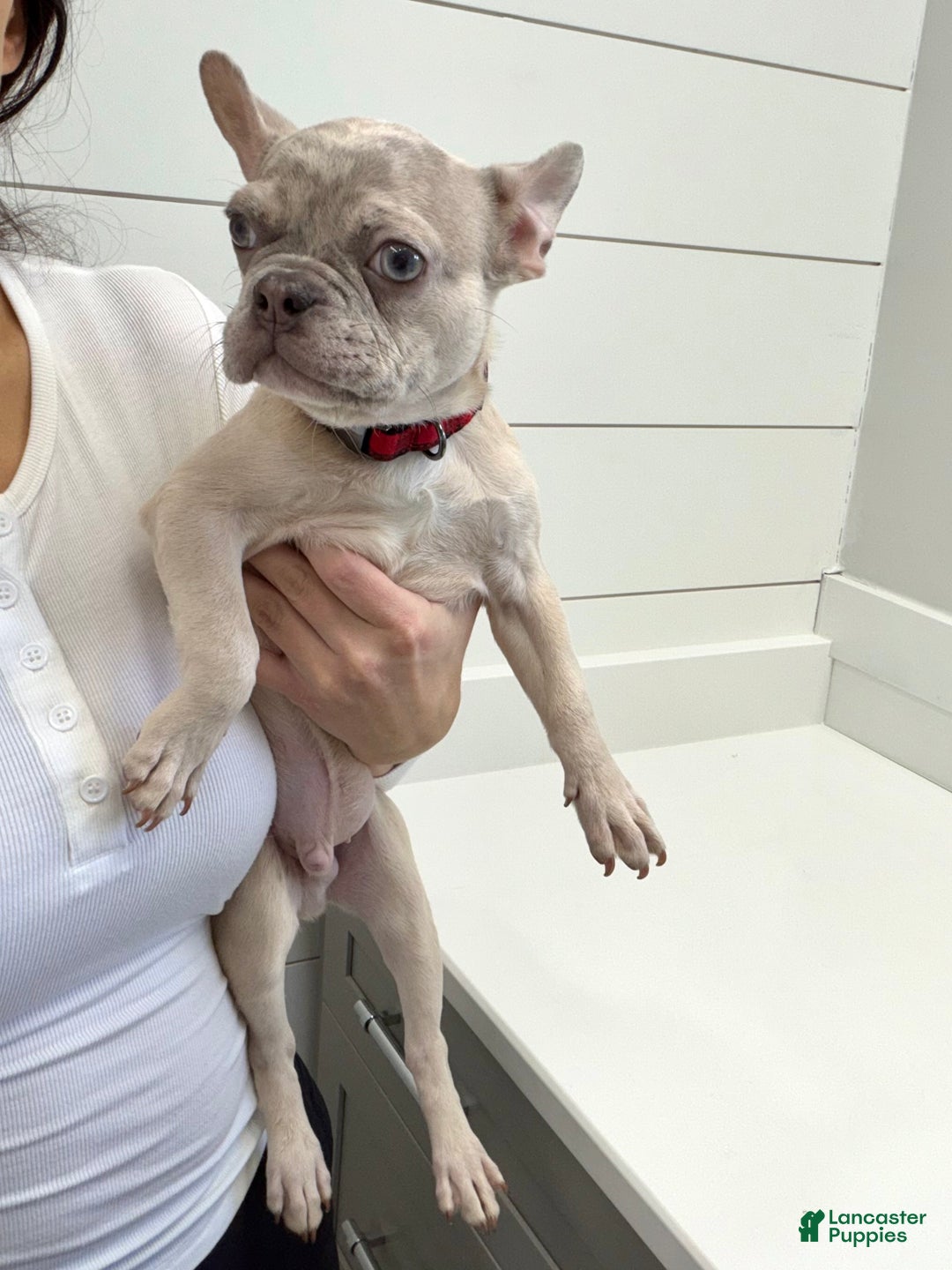 French Bulldog dogs for sale: Wake - Ad 1