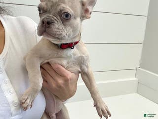 French Bulldog dogs Wake - Ad 38