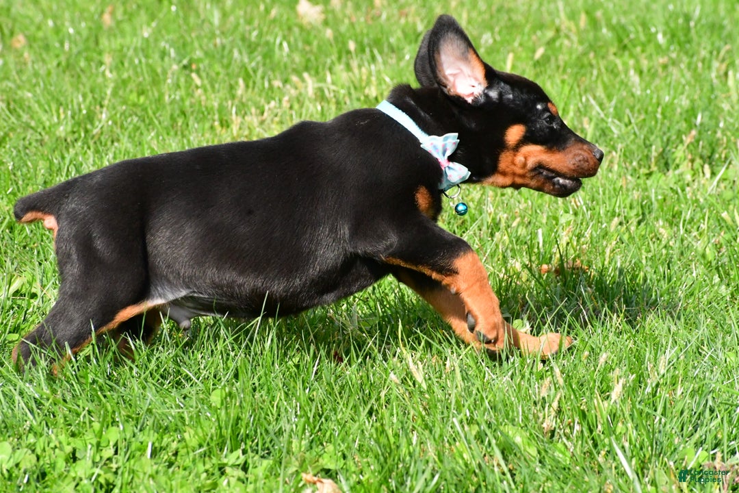 Doberman Pinscher dogs for sale: Rocco - Ad 10