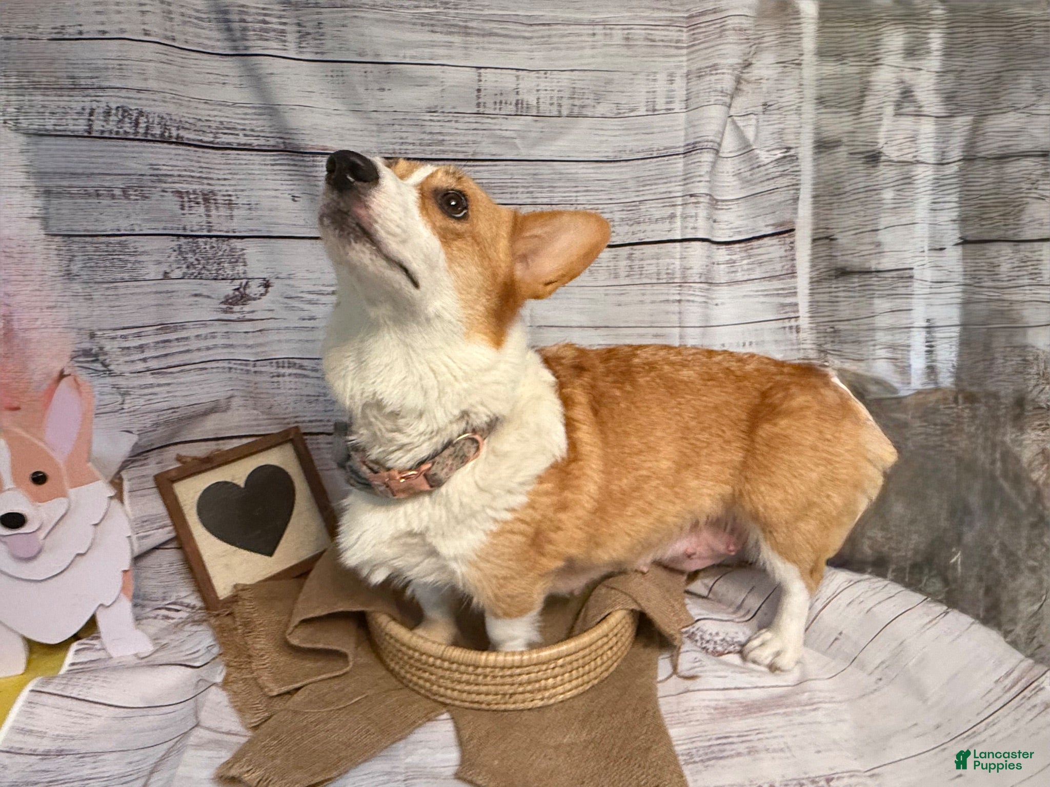 Welsh Corgi Pembroke dogs Welsh Corgi Pembroke 5 - Ad 2