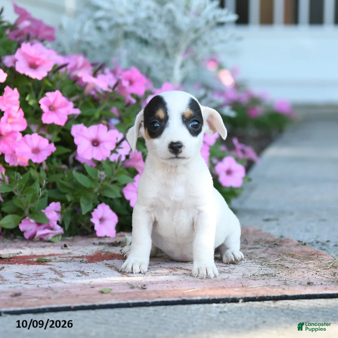Jack Russell Terrier dogs for sale: Winona - Ad 1