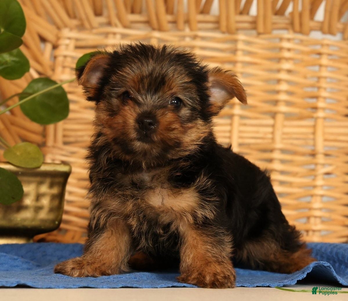 Yorkshire Terrier dogs Zara - Ad 2