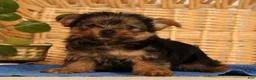 Yorkshire Terrier dogs for sale: Zara - Ad 2