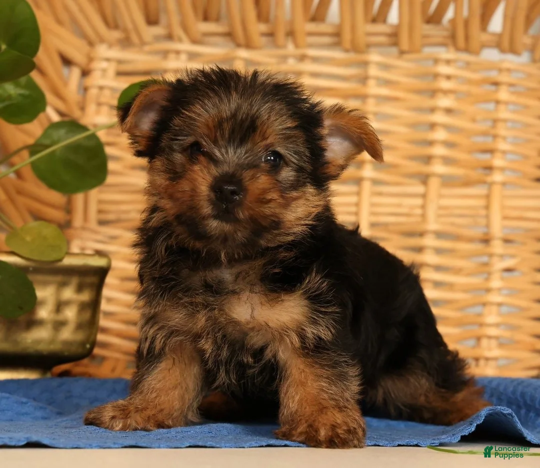 Yorkshire Terrier dogs for sale: Zara - Ad 2