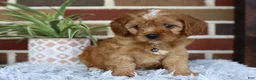 Cavapoo dogs for sale: Oakley  - Ad 10