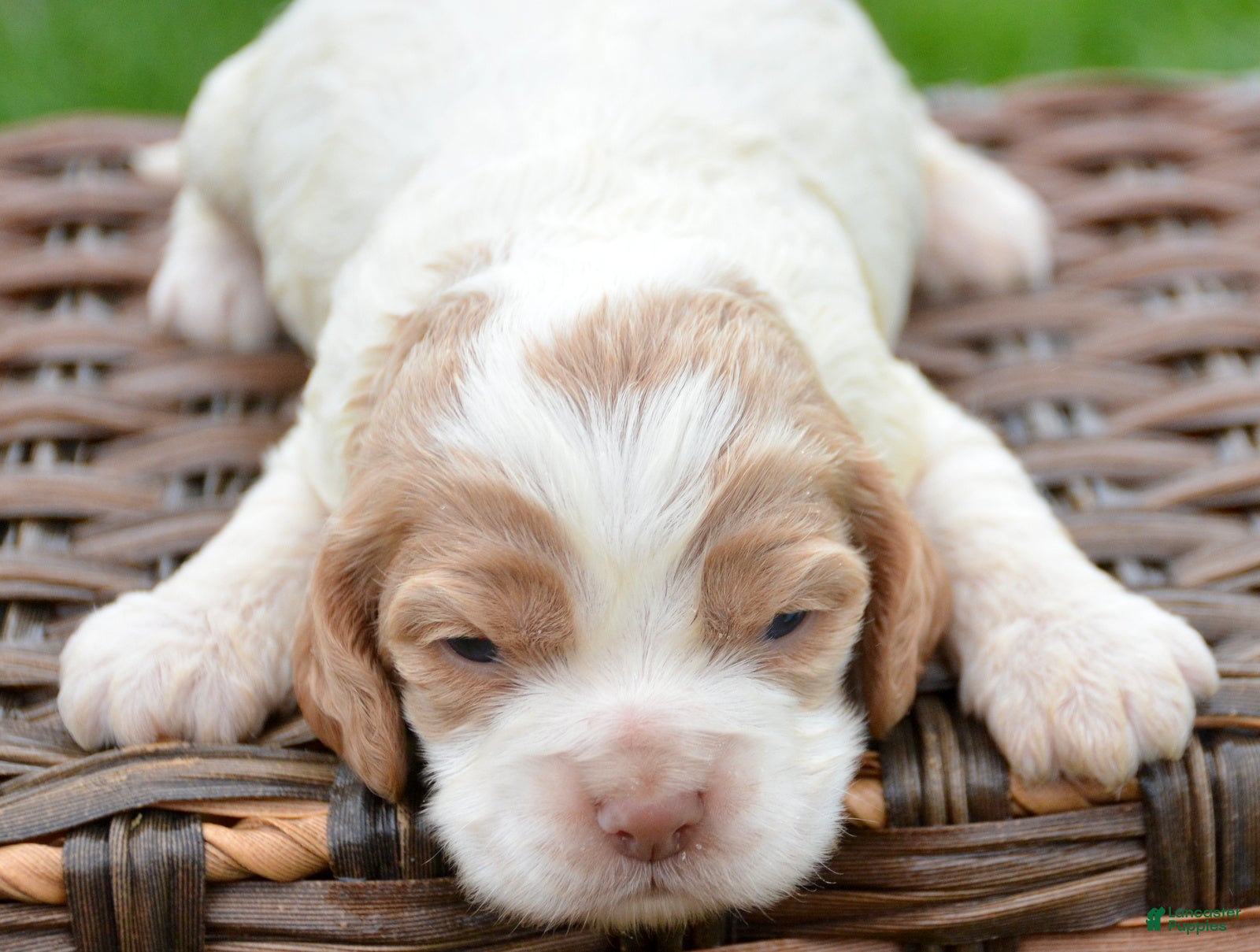 Cockapoo dogs Cockapoo Cari - Ad 34