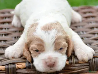 Cockapoo dogs Cockapoo Cari - Ad 34