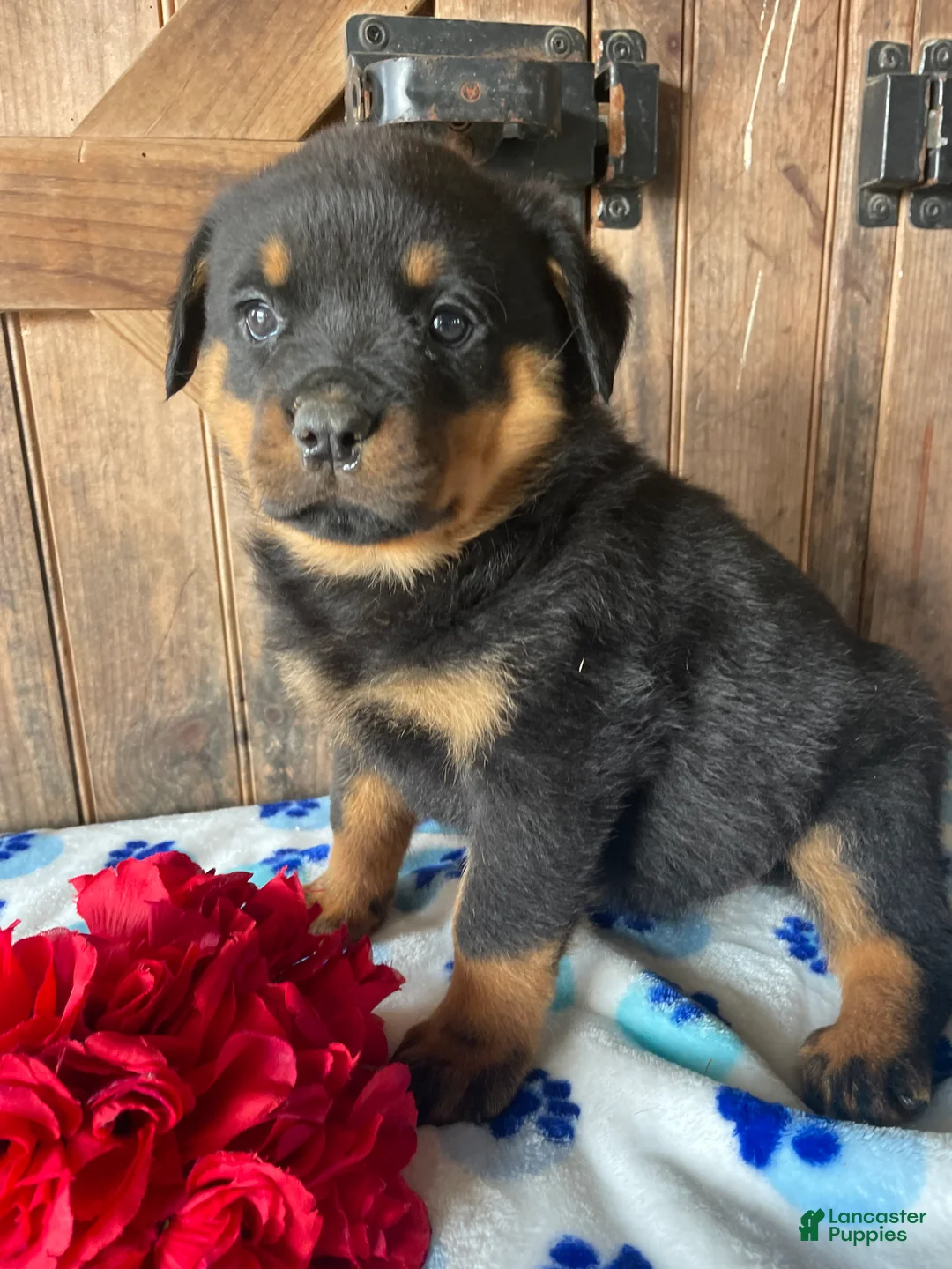 Rottweiler dogs for sale: Dakota - Ad 4