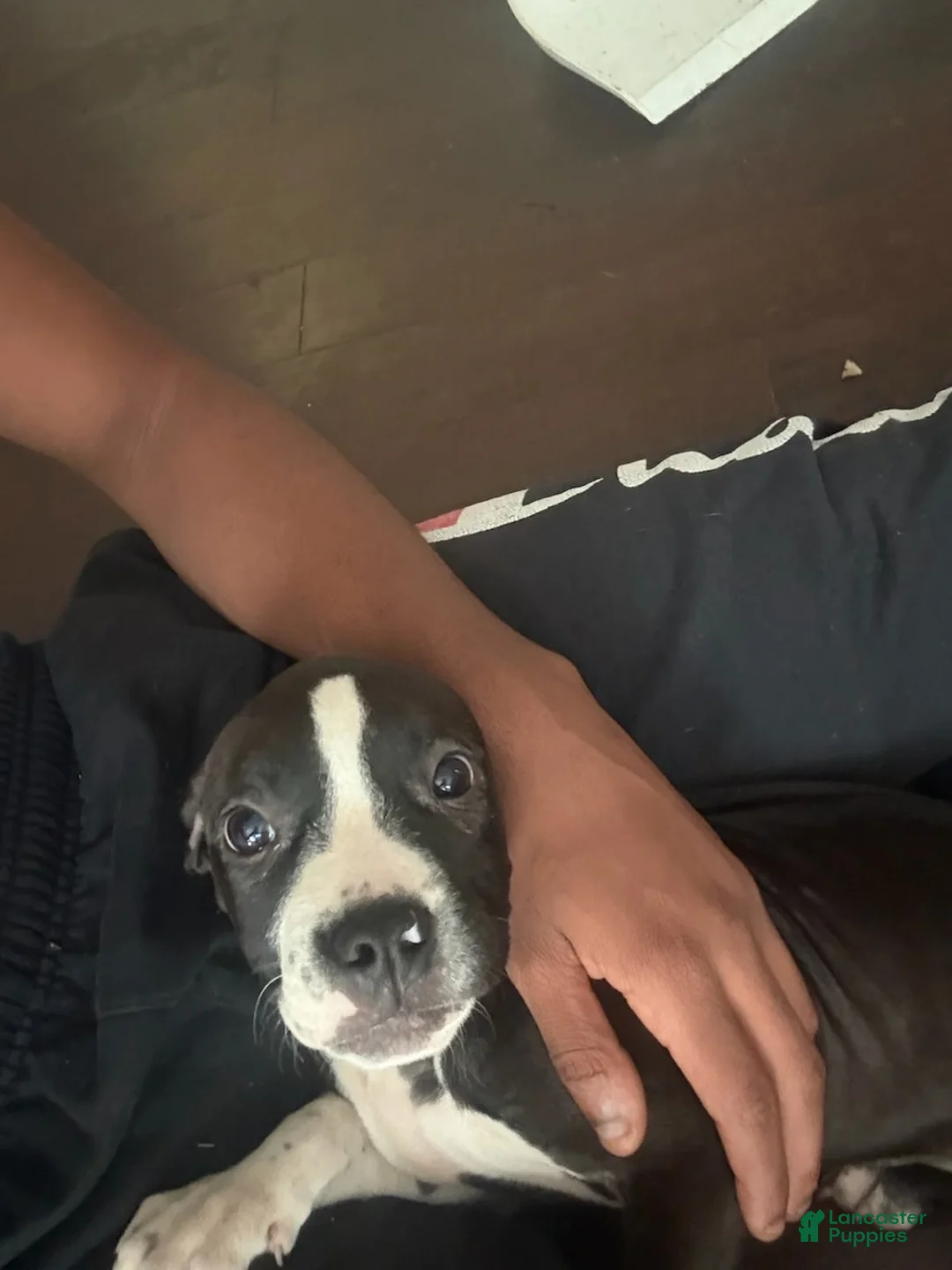 Mixed Breed dogs for sale: Girl 1 - Ad 3