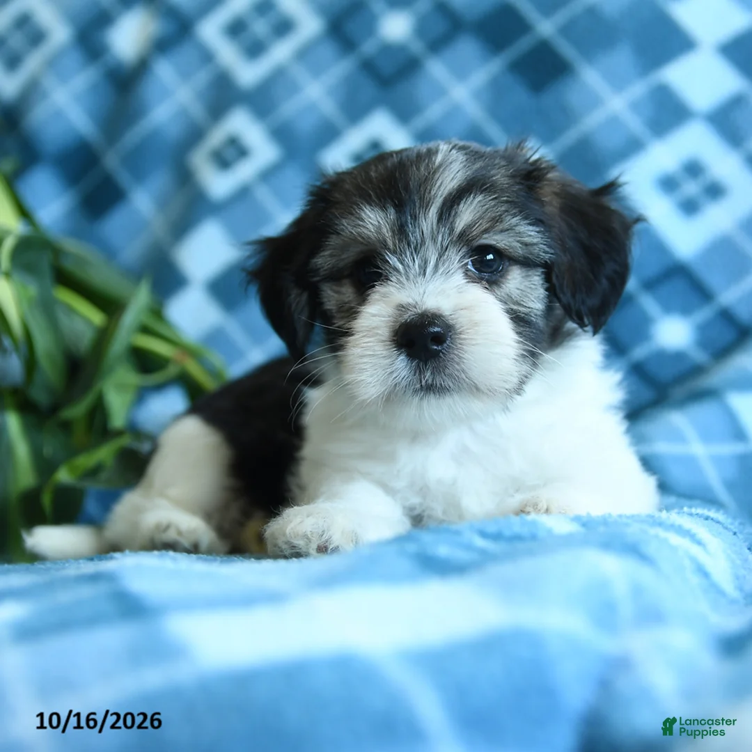 Mixed Breed dogs for sale: Dumpling - Ad 2