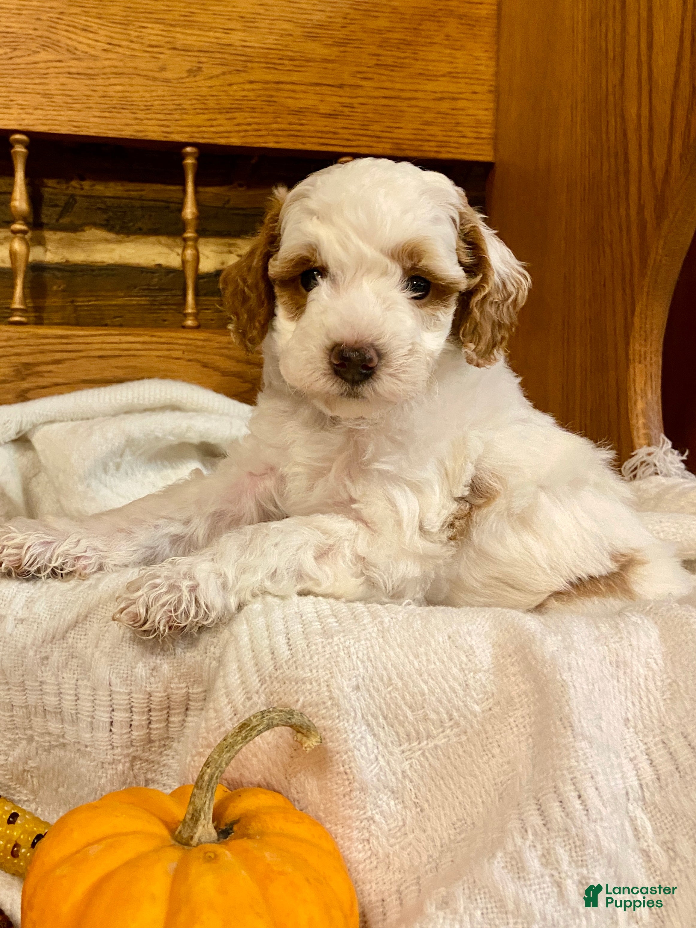 Miniature Poodle dogs Cappuccino - Ad 1
