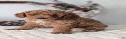Miniature Poodle dogs for sale: Sparky - Ad 7